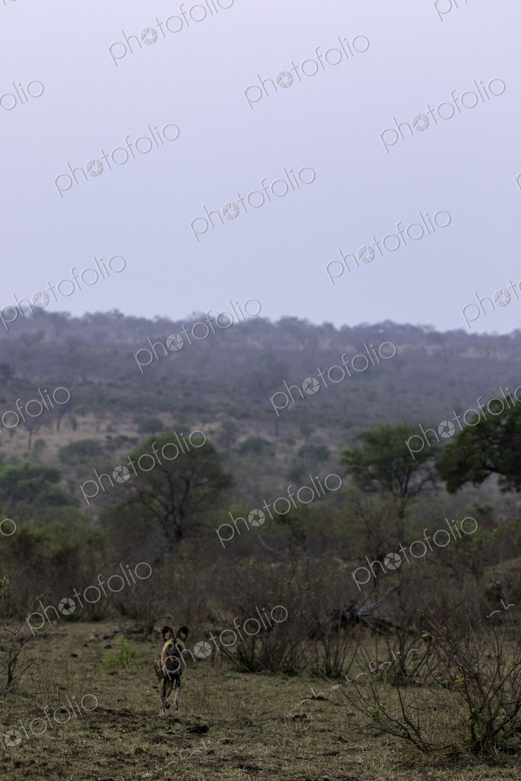 A wild dog, Lycaon pictus, standing in short grass, landscape background.