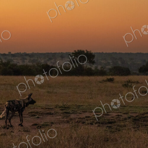 A wild dog, Lycaon pictus, standing in short grass, sunset background. A wild dog, Lycaon pictus, standing in short grass, sunset background.