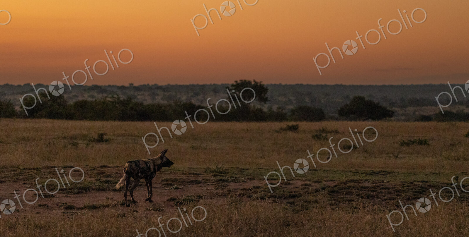 A wild dog, Lycaon pictus, standing in short grass, sunset background.