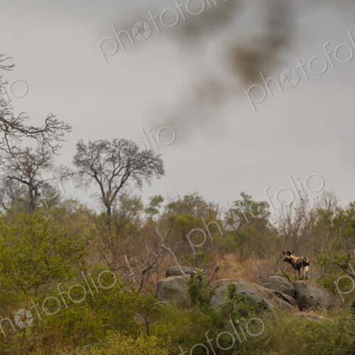A wild dog, Lycaon pictus, standing on a boulder, wide angle.