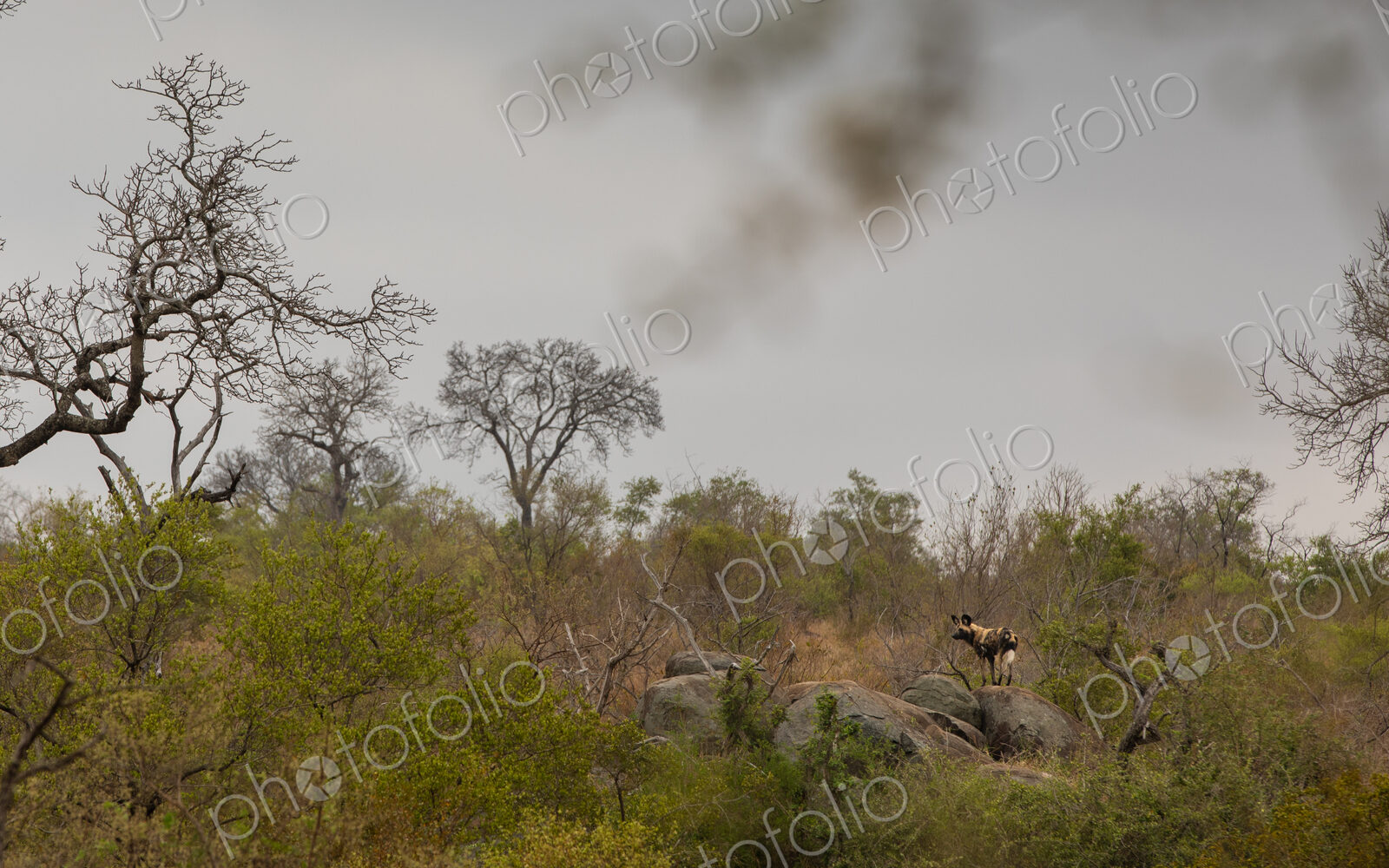 A wild dog, Lycaon pictus, standing on a boulder, wide angle.