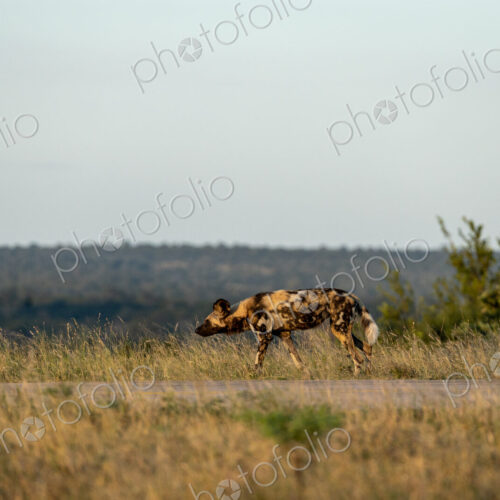 A wild dog, Lycaon pictus, walking, side profile.
