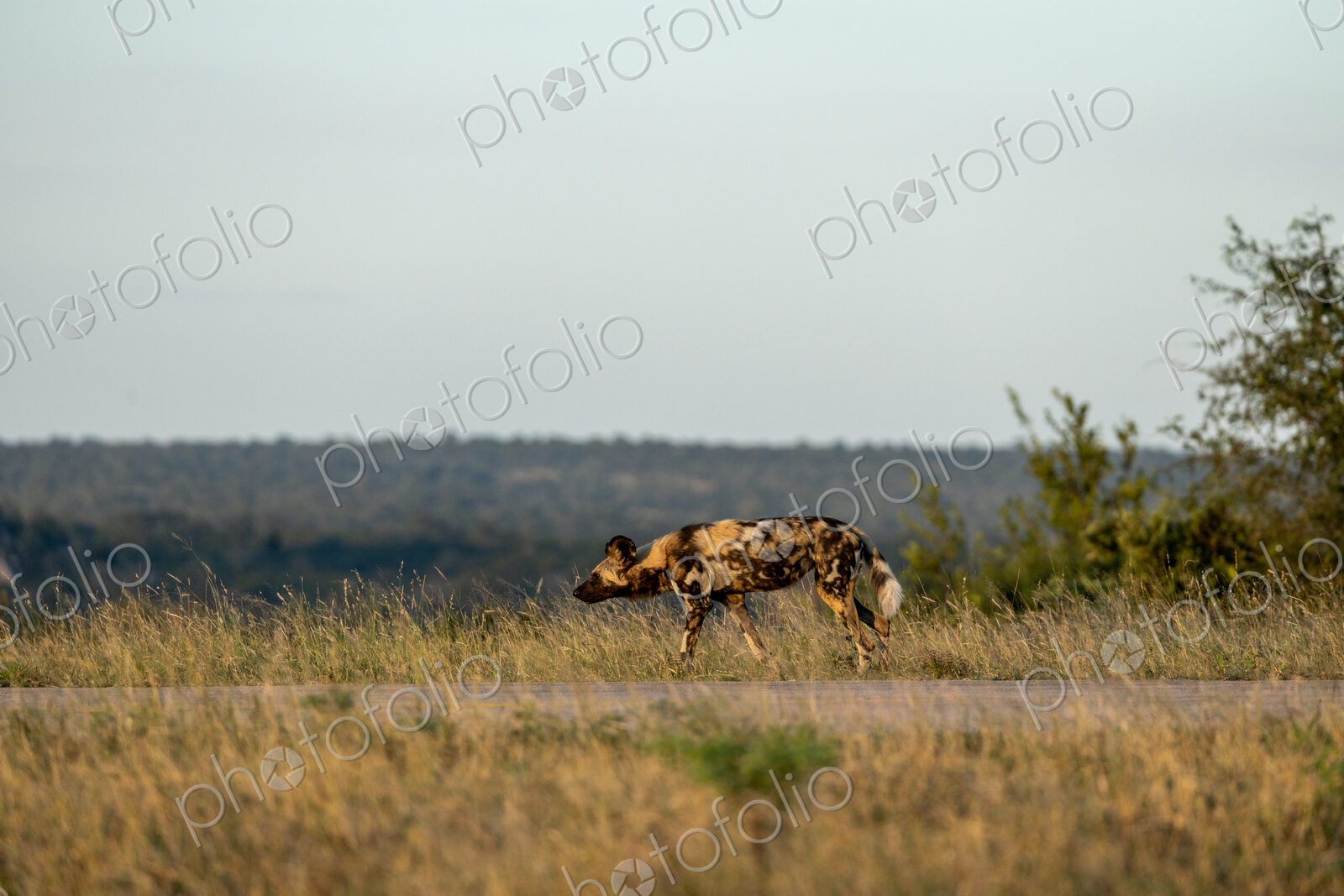 A wild dog, Lycaon pictus, walking, side profile.
