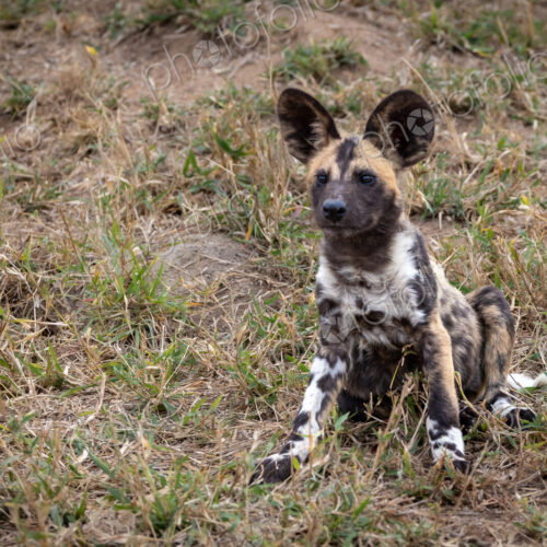 A wild dog puppy, Lycaon pictus, sitting in grass. A wild dog puppy, Lycaon pictus, sitting in grass.