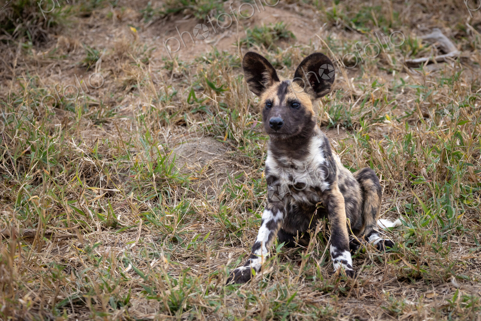 A wild dog puppy, Lycaon pictus, sitting in grass.