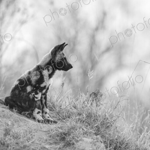 A wild dog puppy, Lycaon pictus, sitting on a mound, in black and white. A wild dog puppy, Lycaon pictus, sitting on a mound, in black and white.