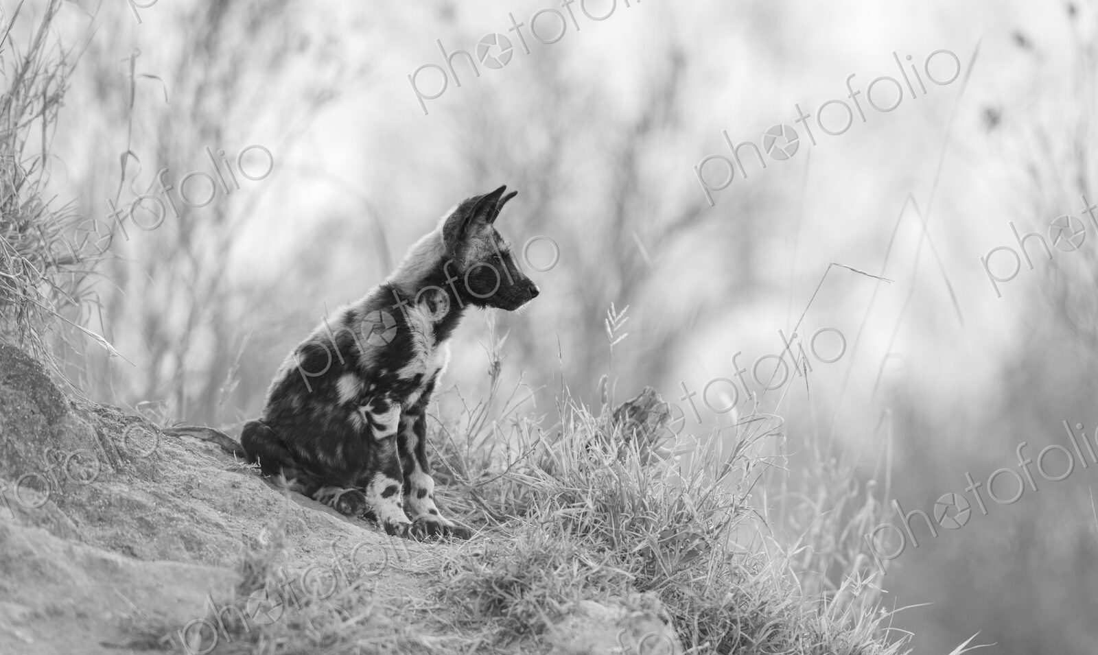 A wild dog puppy, Lycaon pictus, sitting on a mound, in black and white.