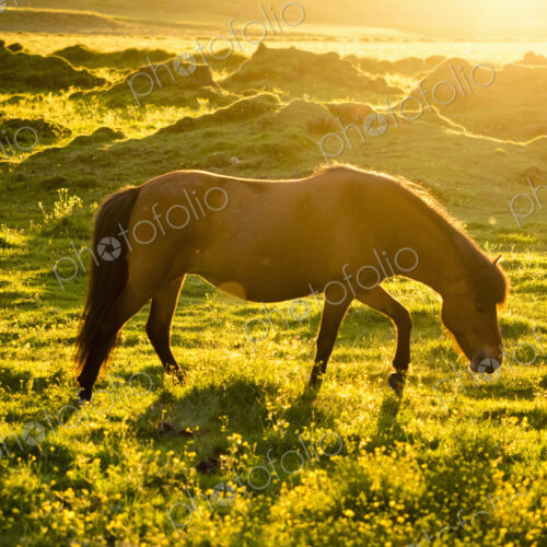 A wild horse grazing in the sunlight of the midnight sun in summer.