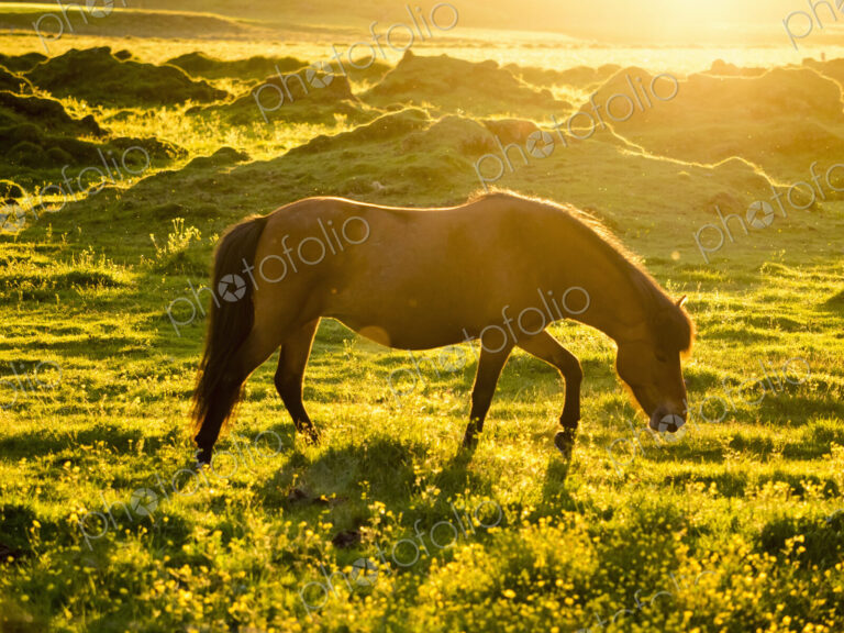 A wild horse grazing in the sunlight of the midnight sun in summer.