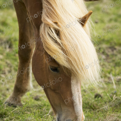 A wild horse with pale mane grazing. A wild horse with pale mane grazing.
