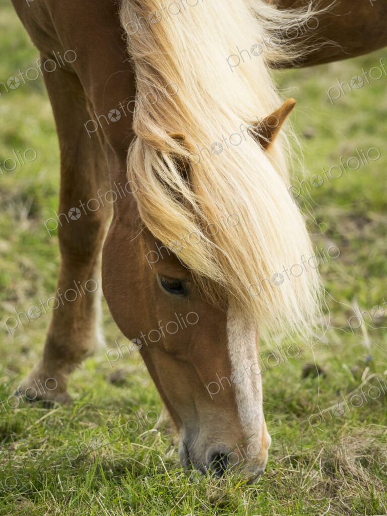 A wild horse with pale mane grazing.