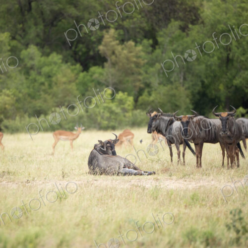 A wildebeest, Connochaetes gnou, giving birth.