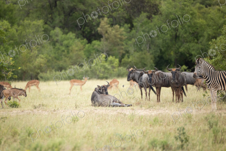 A wildebeest, Connochaetes gnou, giving birth.
