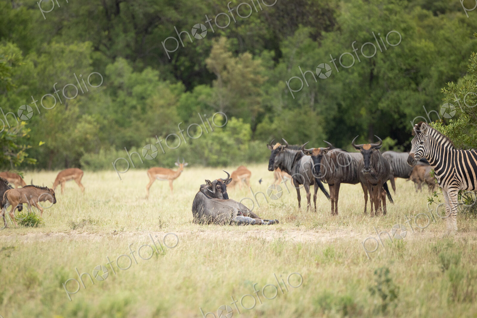A wildebeest, Connochaetes gnou, giving birth.