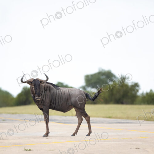 A wildebeest, Connochaetes gnou, side view, head turned.