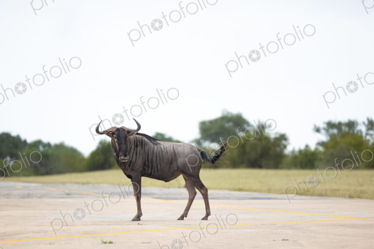 A wildebeest, Connochaetes gnou, side view, head turned.