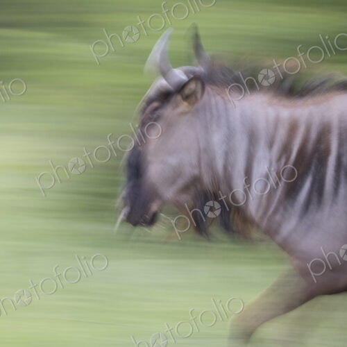A wildebeest, Connochaetes taurinus, running in motion blue, green background A wildebeest, Connochaetes taurinus, running in motion blue, green background