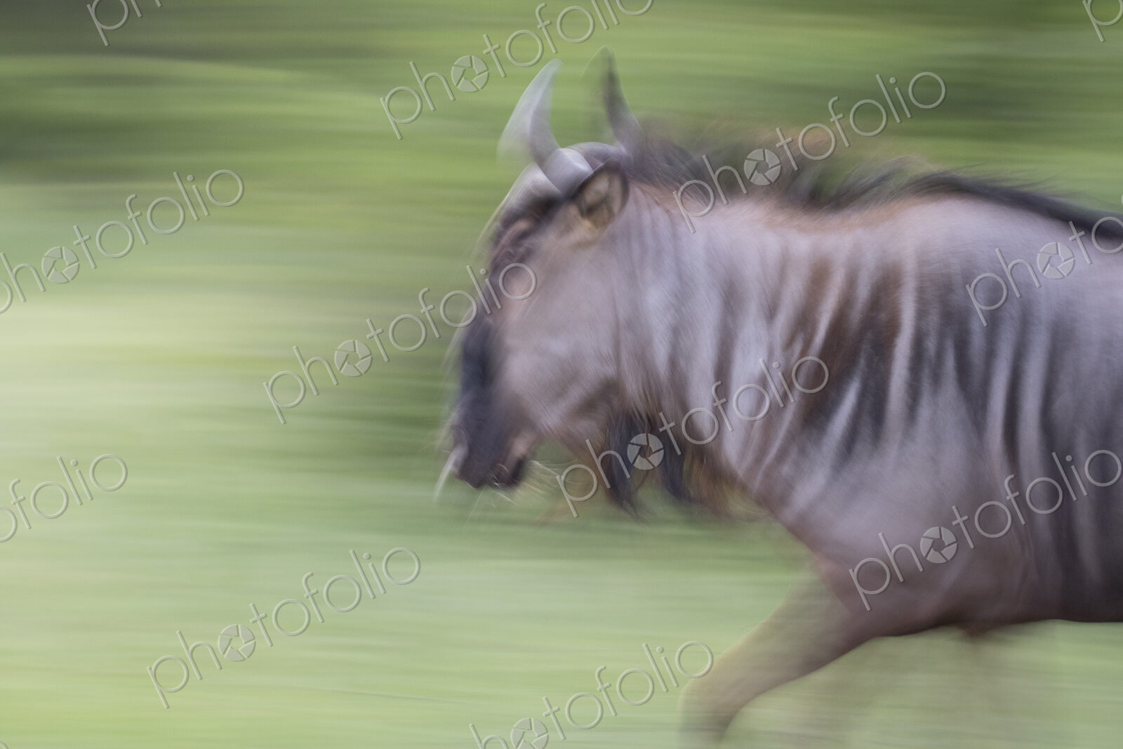 A wildebeest, Connochaetes taurinus, running in motion blue, green background