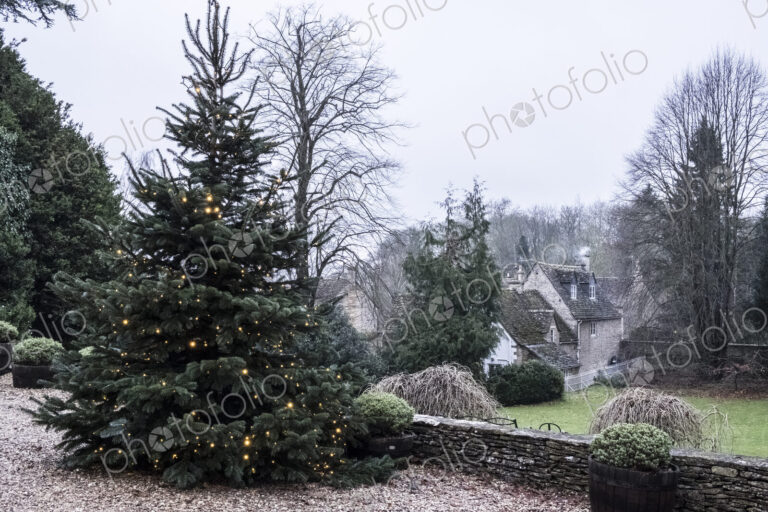 A winter garden, a tall pine tree with lights in the branches, Christmas decorations.…
