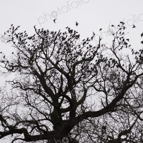 A winter garden, crown of a tree against a grey sky with birds flying past.