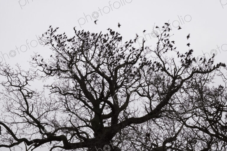 A winter garden, crown of a tree against a grey sky with birds flying past.