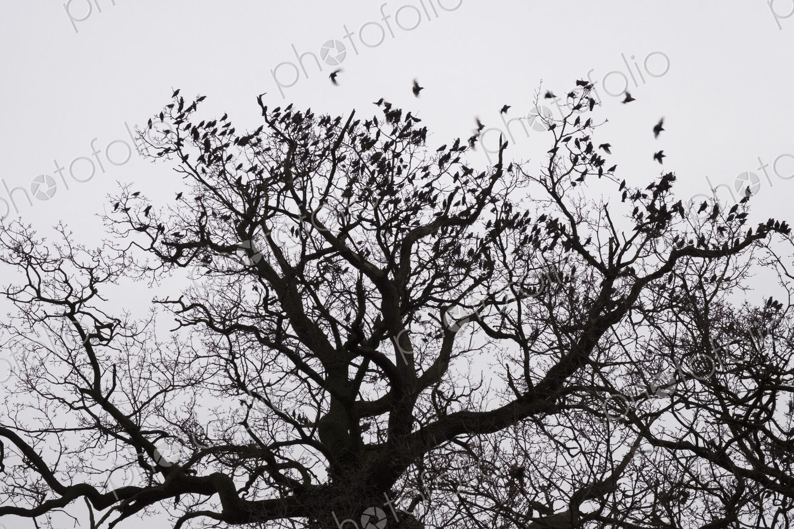 A winter garden, crown of a tree against a grey sky with birds flying past.