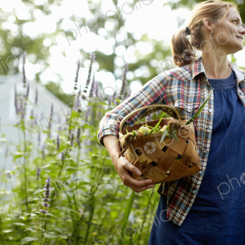 A woman carrying a full basket of fresh picked corn on the cob, and vegetables from… A woman carrying a full basket of fresh picked corn on the cob, and vegetables from…