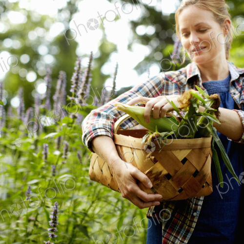 A woman carrying a full basket of fresh picked corn on the cob, and vegetables from… A woman carrying a full basket of fresh picked corn on the cob, and vegetables from…