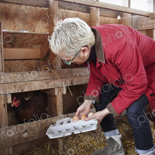 A woman collecting the hen's eggs from nest boxes in a chicken coop. A woman collecting the hen's eggs from nest boxes in a chicken coop.