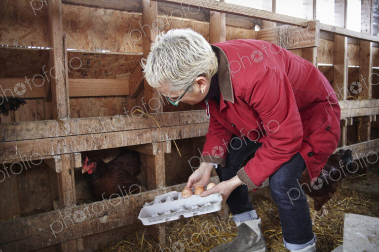 A woman collecting the hen's eggs from nest boxes in a chicken coop.
