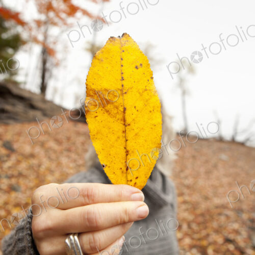 A woman holding out an autumn leaf obscuring her face. A woman holding out an autumn leaf obscuring her face.