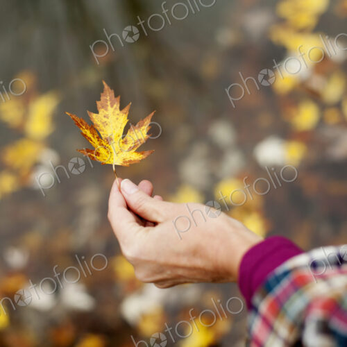 A woman holding out an autumn leaf. A maple leaf turning brown. A woman holding out an autumn leaf. A maple leaf turning brown.