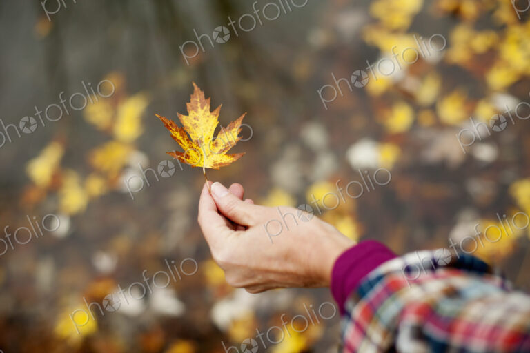 A woman holding out an autumn leaf. A maple leaf turning brown.