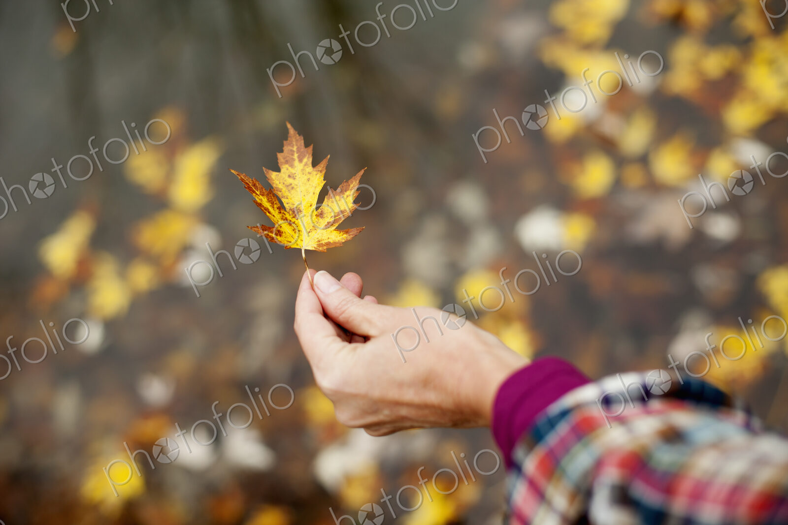 A woman holding out an autumn leaf. A maple leaf turning brown.