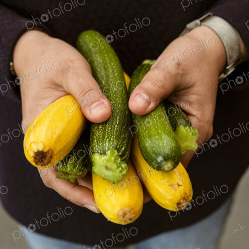 A woman holding out her hands holding a bunch of freshly picked yellow and green… A woman holding out her hands holding a bunch of freshly picked yellow and green…