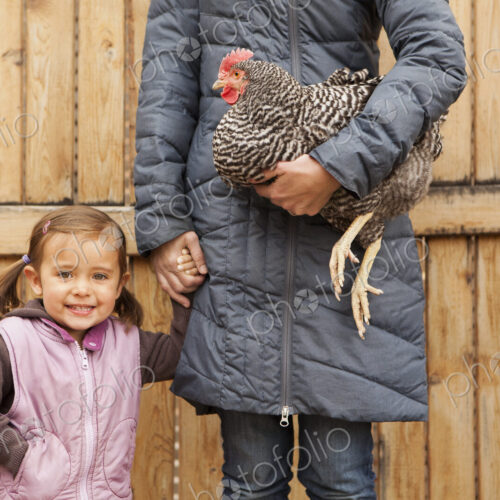 A woman in a grey coat holding a black and white chicken with a red coxcomb under one… A woman in a grey coat holding a black and white chicken with a red coxcomb under one…