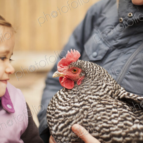 A woman in a grey coat holding a black and white chicken with a red coxcomb under one… A woman in a grey coat holding a black and white chicken with a red coxcomb under one…