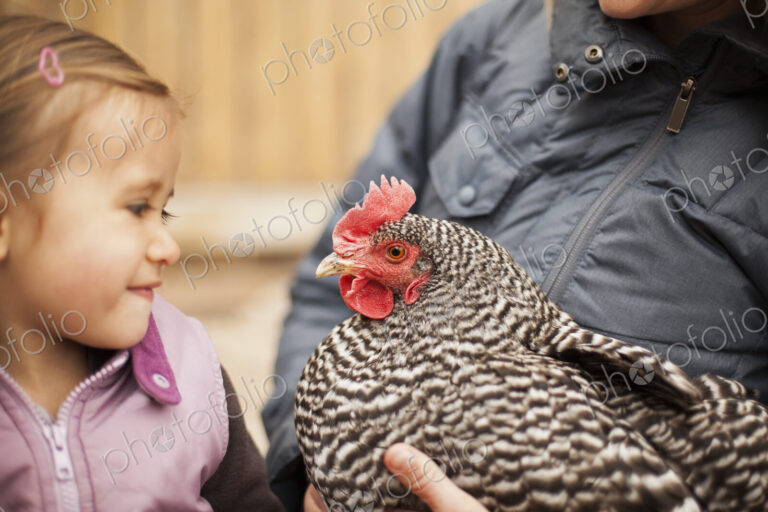 A woman in a grey coat holding a black and white chicken with a red coxcomb under one…