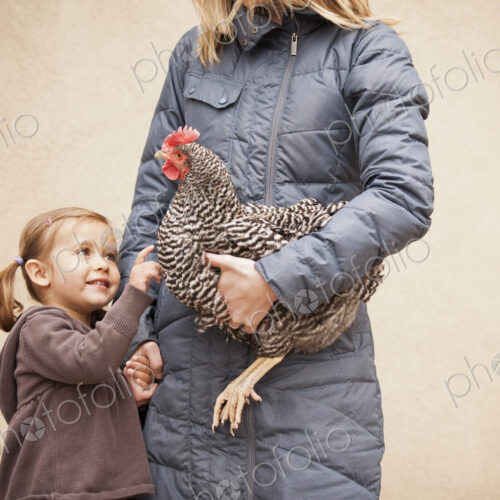 A woman in a grey coat holding a black and white chicken with a red coxcomb under one… A woman in a grey coat holding a black and white chicken with a red coxcomb under one…