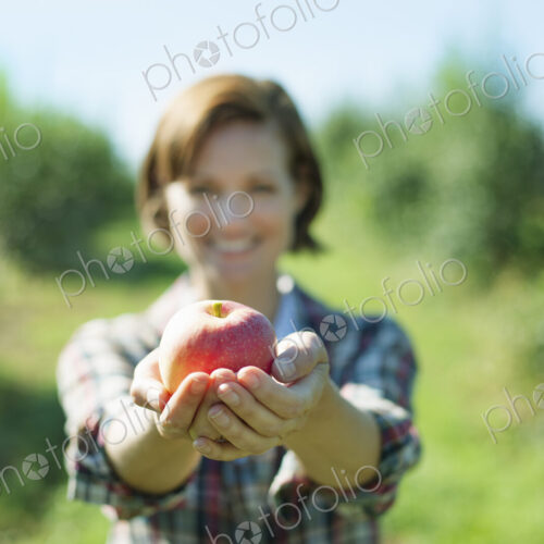 A woman in a plaid shirt holding a freshly picked apple in her cupped hands in the… A woman in a plaid shirt holding a freshly picked apple in her cupped hands in the…