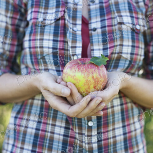 A woman in a plaid shirt holding a large apple in her cupped hands at an organic fruit… A woman in a plaid shirt holding a large apple in her cupped hands at an organic fruit…