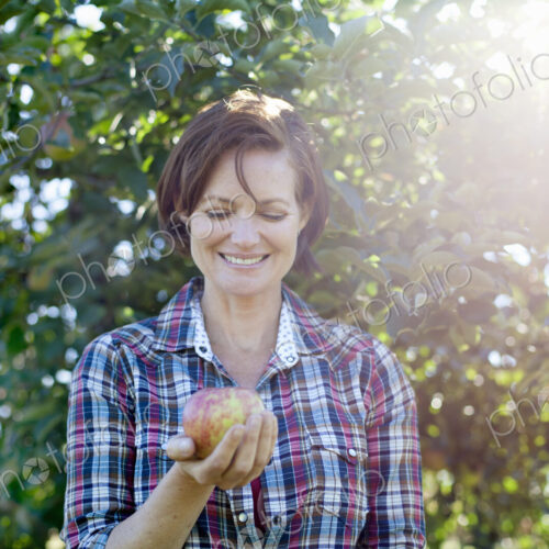 A woman in a plaid shirt holding a large fresh picked apple in the orchard at an… A woman in a plaid shirt holding a large fresh picked apple in the orchard at an…
