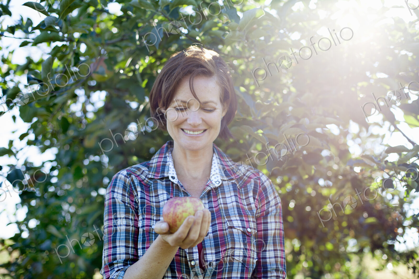 A woman in a plaid shirt holding a large fresh picked apple in the orchard at an…