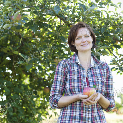A woman in a plaid shirt holding a large freshly picked apple, in the orchard at an… A woman in a plaid shirt holding a large freshly picked apple, in the orchard at an…