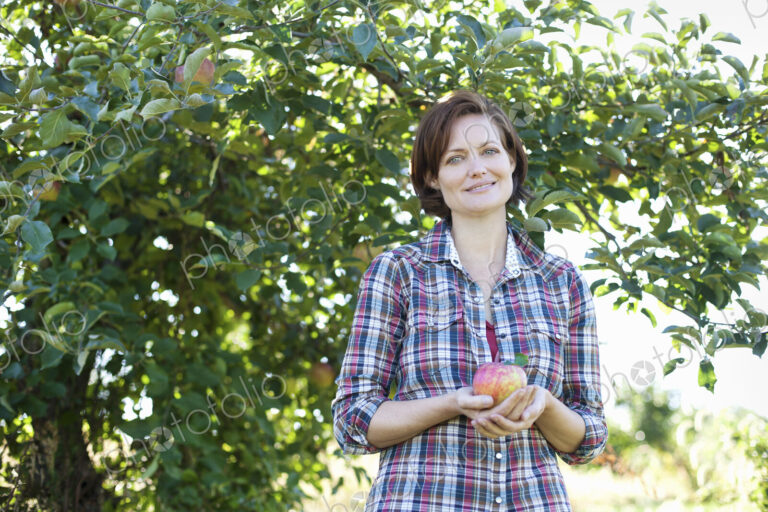 A woman in a plaid shirt holding a large freshly picked apple, in the orchard at an…