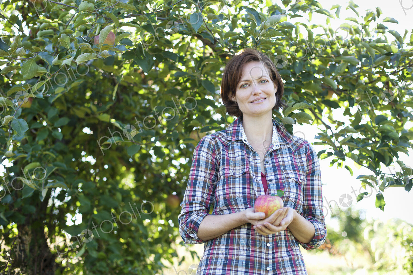 A woman in a plaid shirt holding a large freshly picked apple, in the orchard at an…