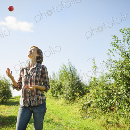 A woman in a plaid shirt juggling picked apples in the orchard at an organic fruit farm. A woman in a plaid shirt juggling picked apples in the orchard at an organic fruit farm.