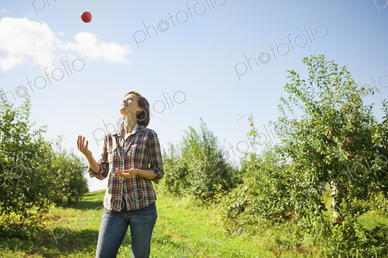 A woman in a plaid shirt juggling picked apples in the orchard at an organic fruit farm.