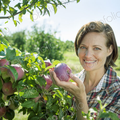 A woman in a plaid shirt picking apples from a laden bough of a fruit tree in the…