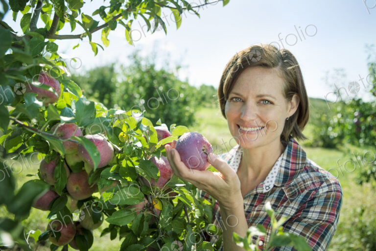 A woman in a plaid shirt picking apples from a laden bough of a fruit tree in the…